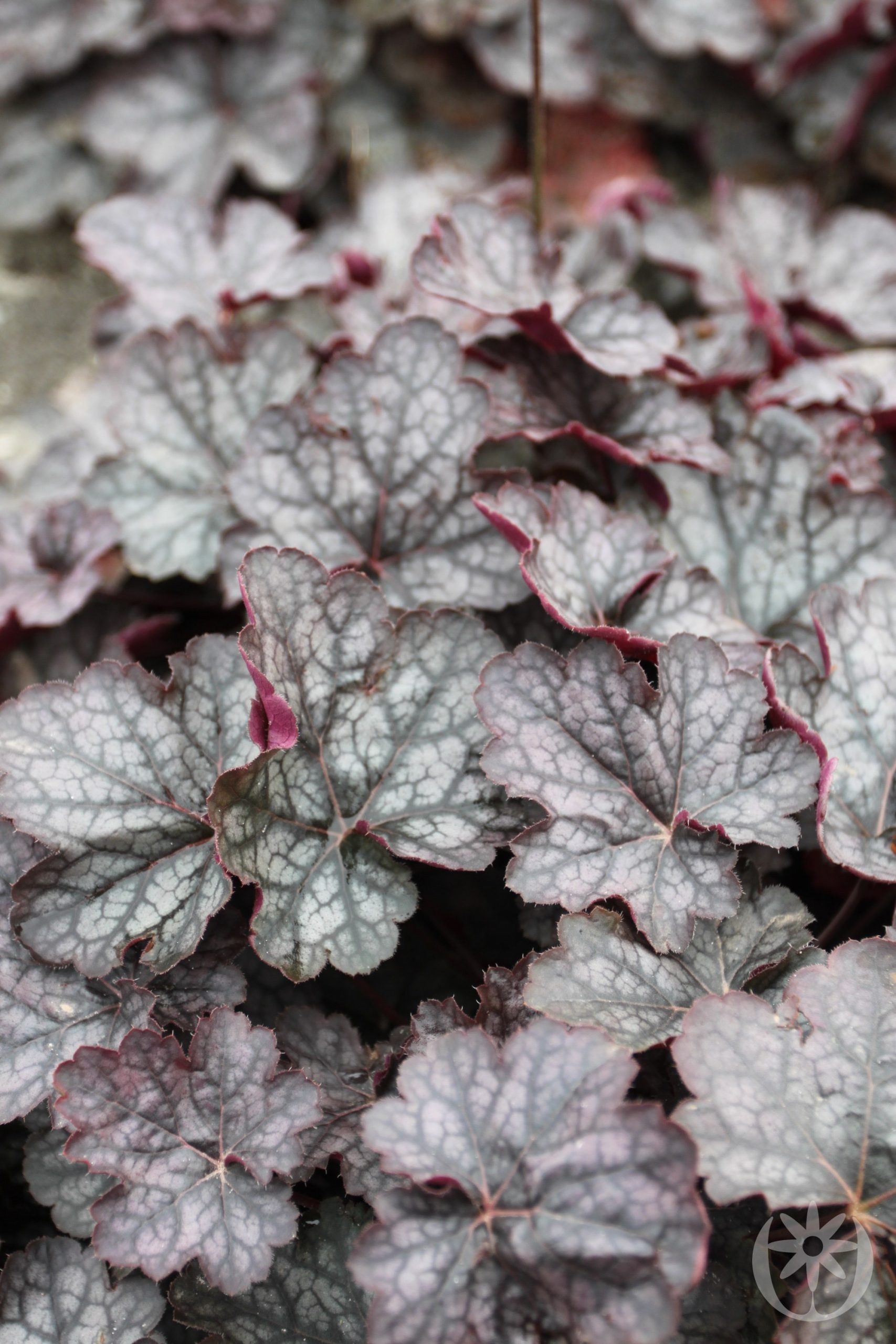 Heuchera micrantha 'Regina'